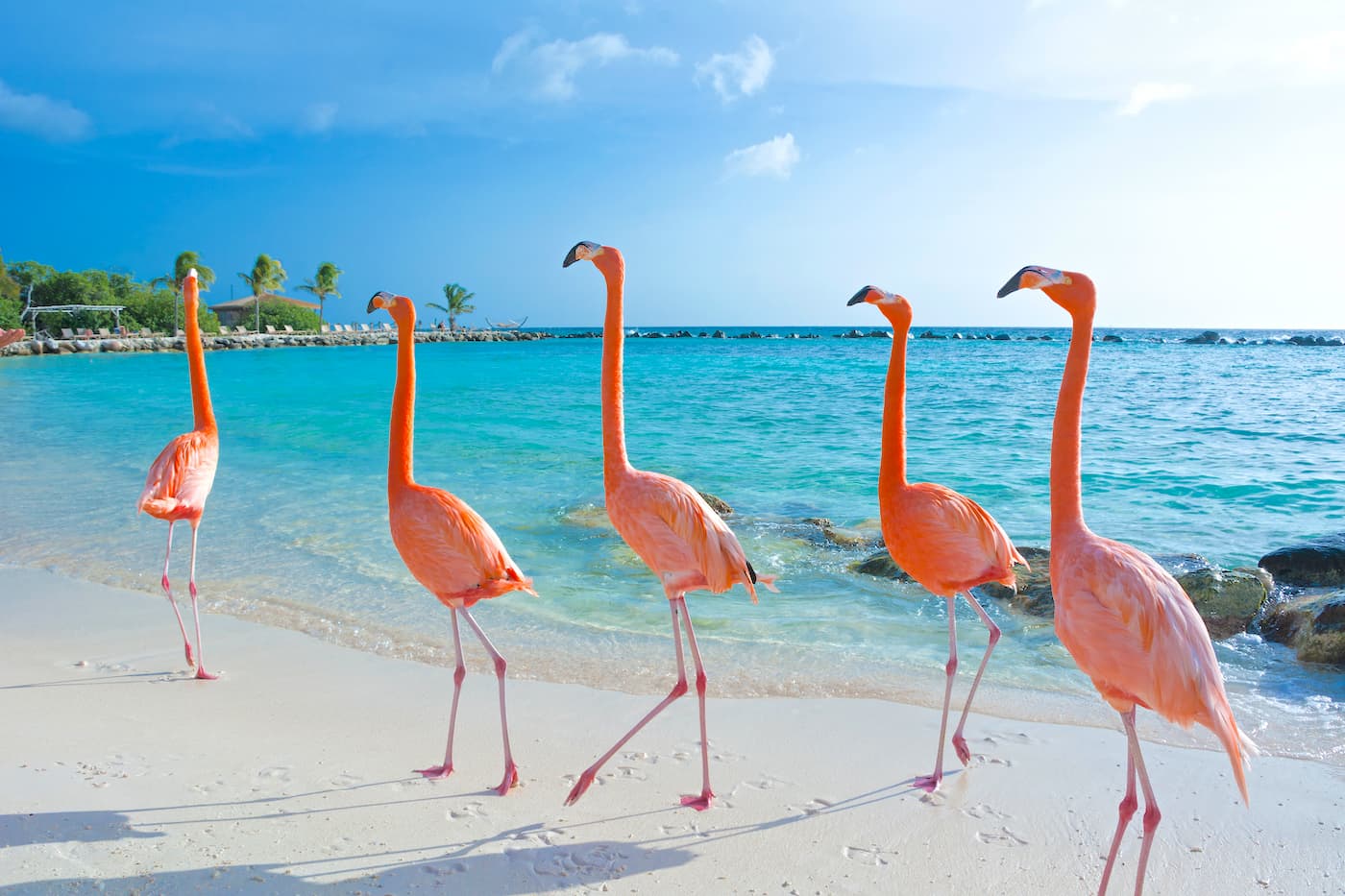 Flamingo-Beach-Aruba